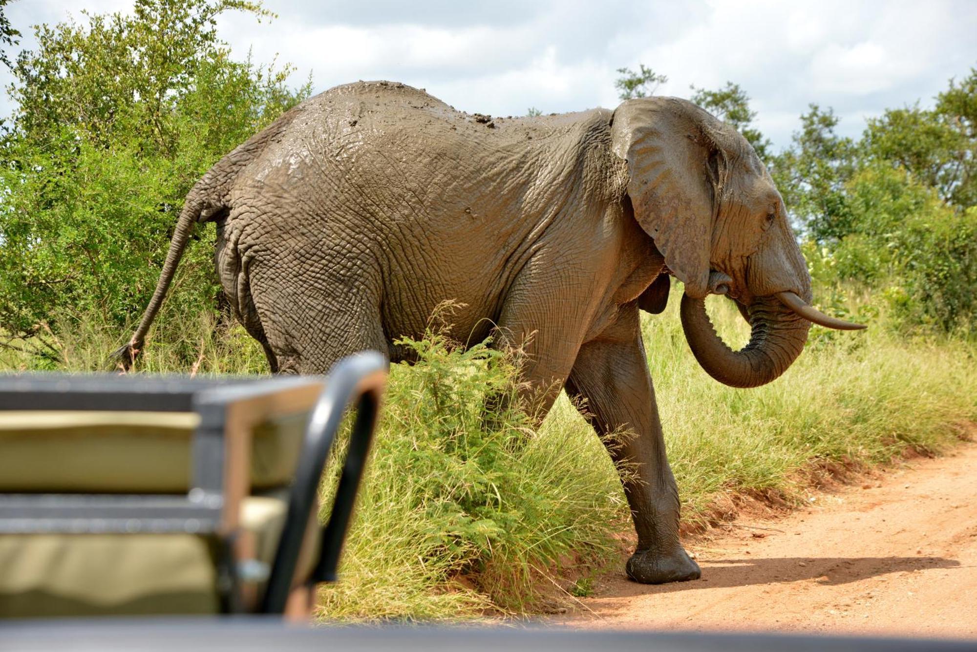 Kruger Safari Lodge Riserva di Caccia Manyeleti Esterno foto